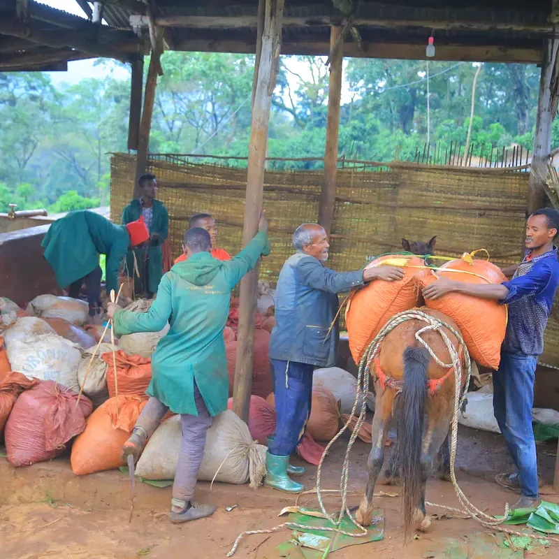 YIRGACHEFFE Best quality - photo 4