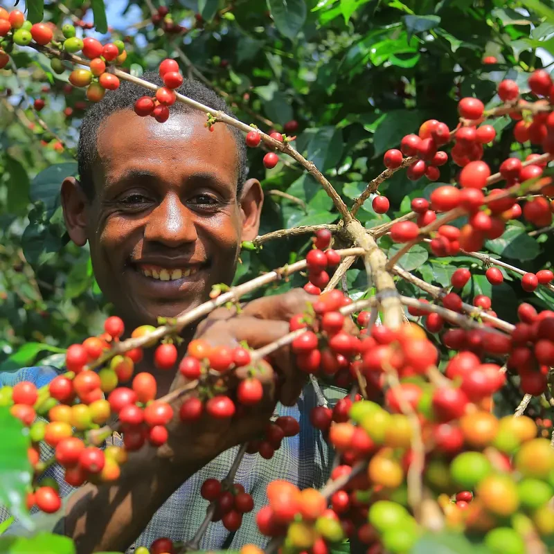 Kolla Bulcha - photo 2