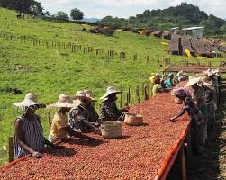 YIRGACHEFFE Best quality - photo 3