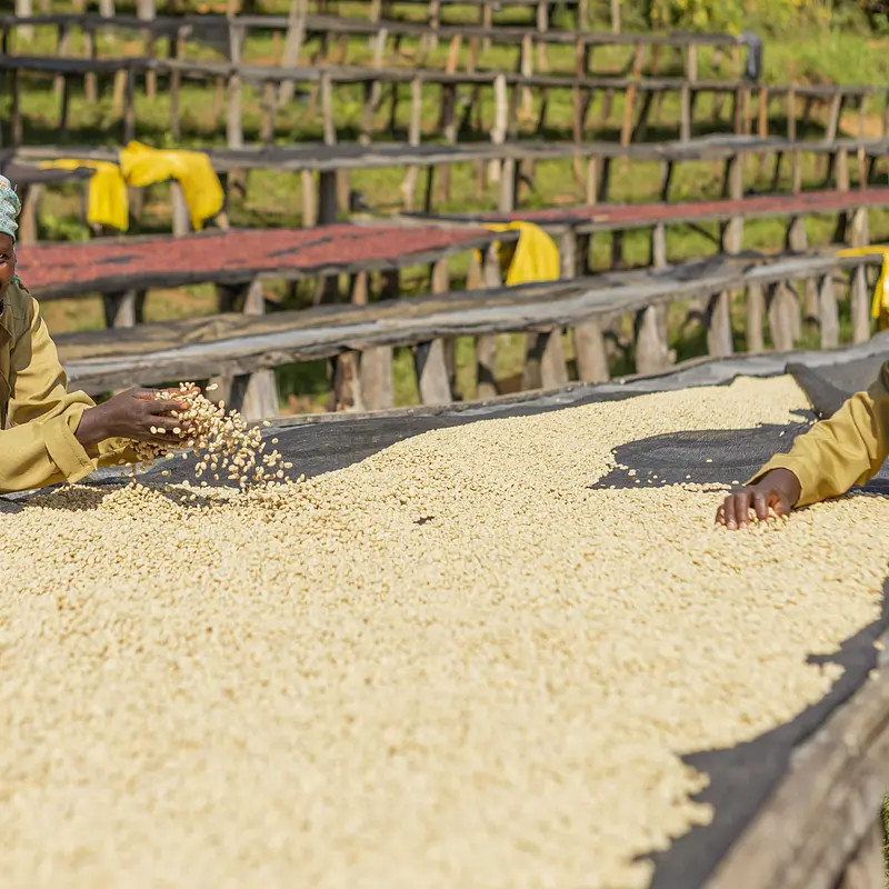 YIRGACHEFFE Best quality - photo 5